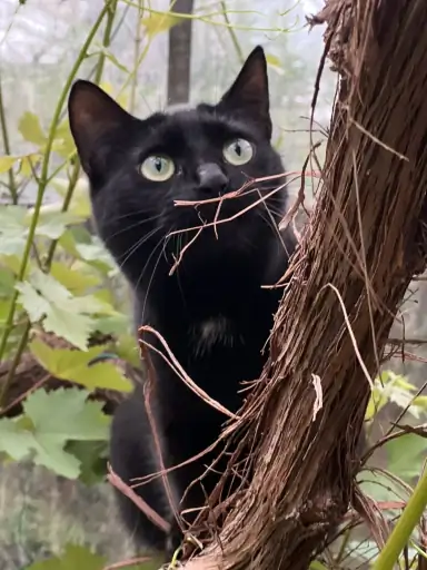 Die echte Katze Linchen als Ausgangsfoto