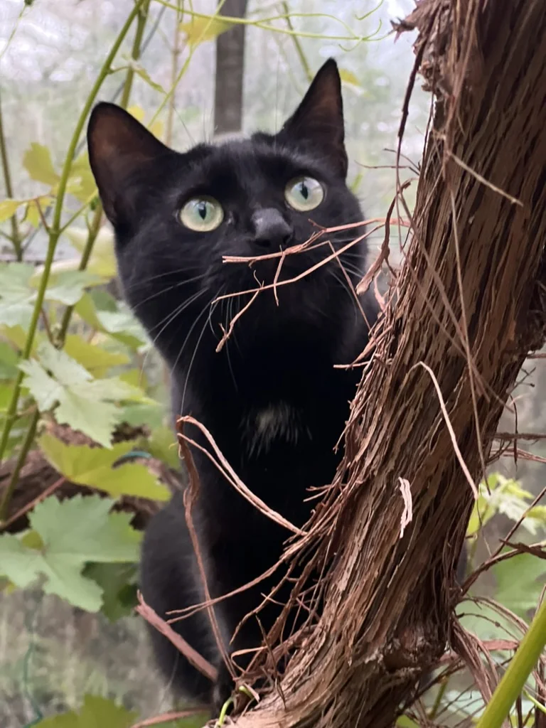 Originalfoto der echten schwarzen Katze Linchen